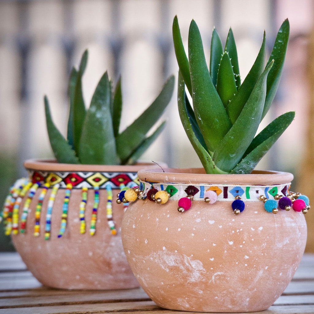 5 Reasons To Fill Your Home With Succulents
