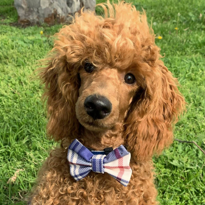 Dress Code: Dapper! Dog Bow Tie