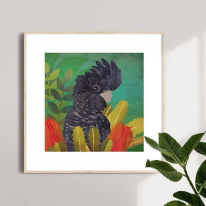 Curious Black Cockatoo - Limited Edition Fine Art Print