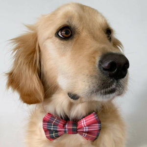 Red My Mind - Dog Bow Tie