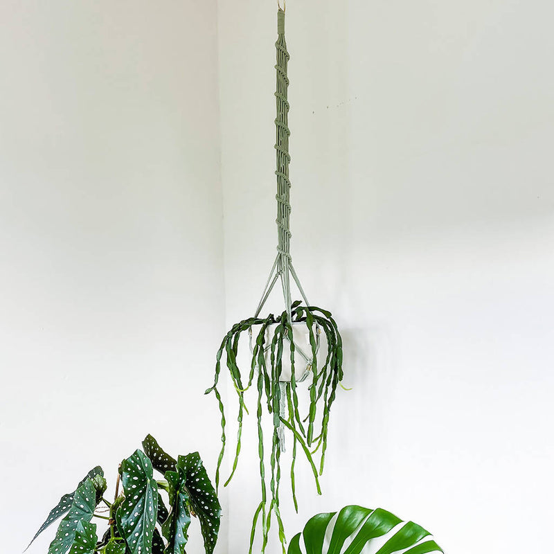 Modern Sage Macrame Plant Hanger - Hoya