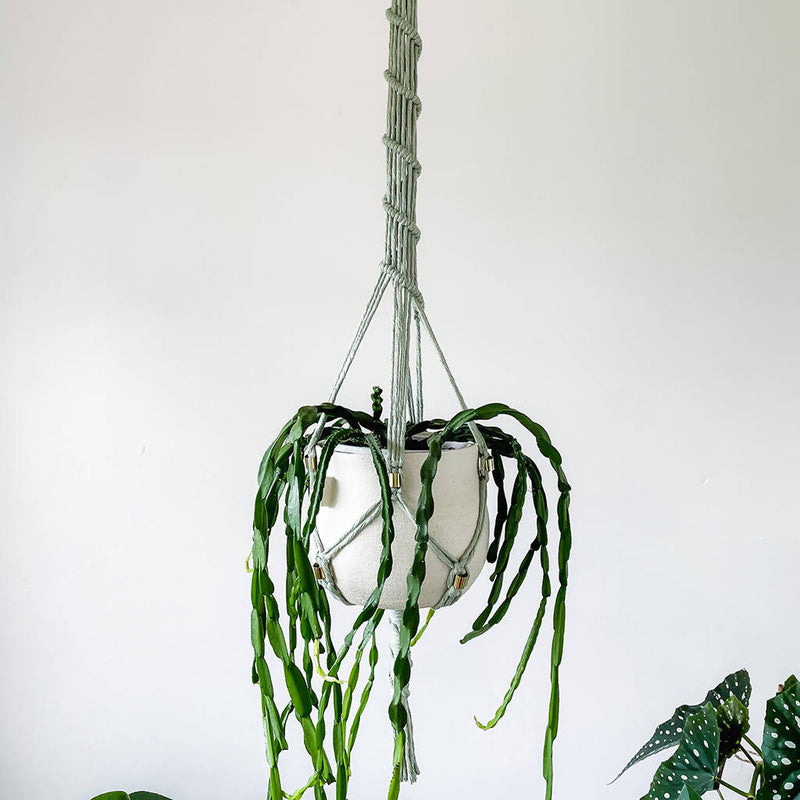Modern Sage Macrame Plant Hanger - Hoya