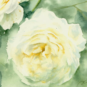 White roses, Prints, Watercolor print, Watercolor flowers, Botanical print, Watercolour painting, floral art
