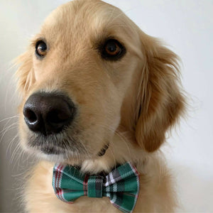 Freshly Groomed - Dog Bow Tie