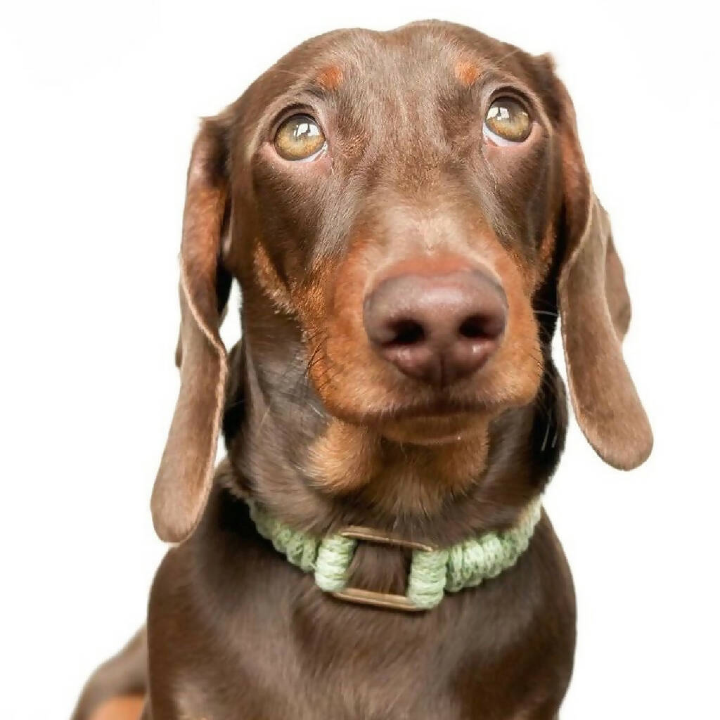 Delilah - Personalised Macrame Dog Collar