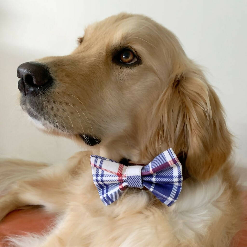 Dress Code: Dapper! Dog Bow Tie