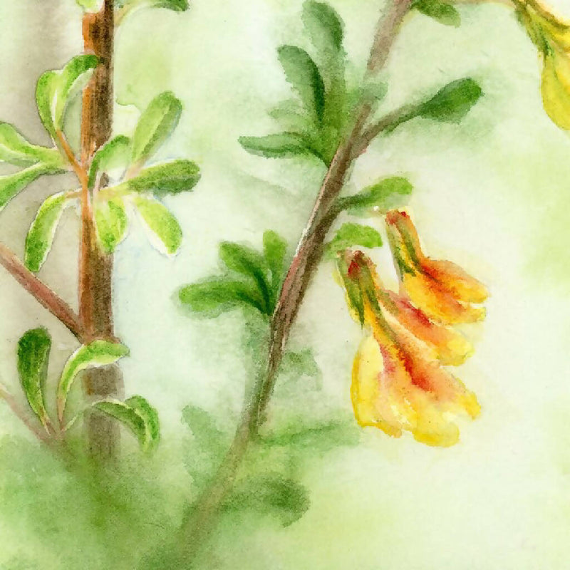 Spring, prints, Watercolor print, Watercolor flowers, Botanical print, Watercolour painting, floral art